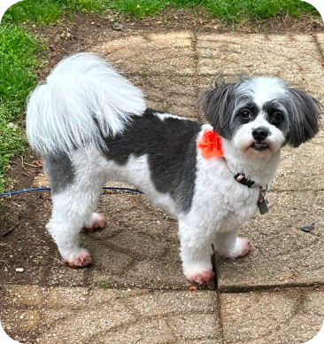 Ellie, a satisfied client's dog showcasing the positive results of professional behavioral training in Connecticut