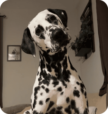 Testimonials 29 BAMBI