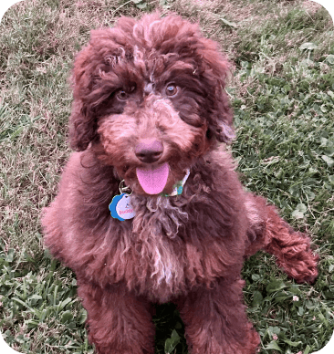 Testimonials 25 Daisey