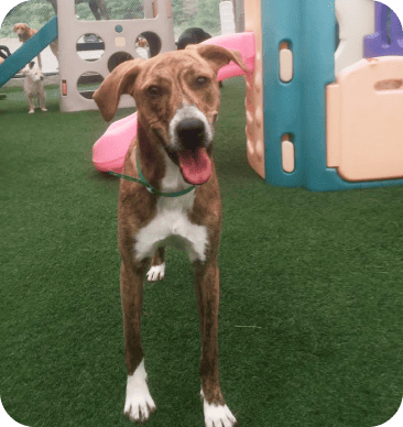 Testimonials 27 puppy