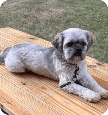 Testimonials 31 Scout