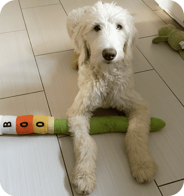 Testimonials 34 Dog Auggie