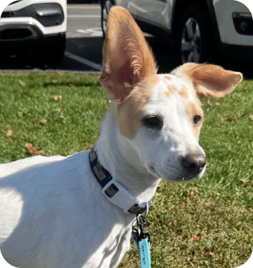 Testimonials 33 Ray Dog