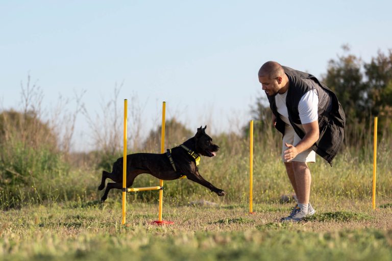 Berlin, CT trainer using hand signals for dog obedience training.