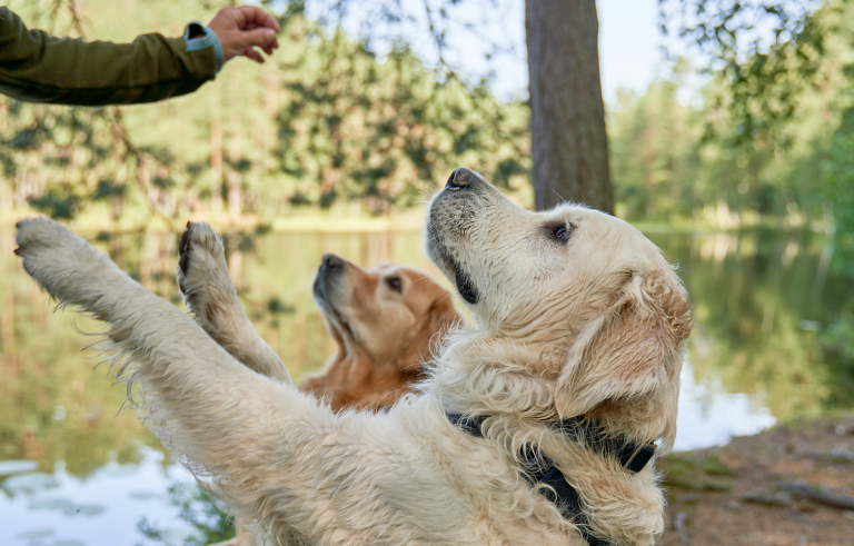 Berlin, CT trainer using hand signals for dog obedience training.